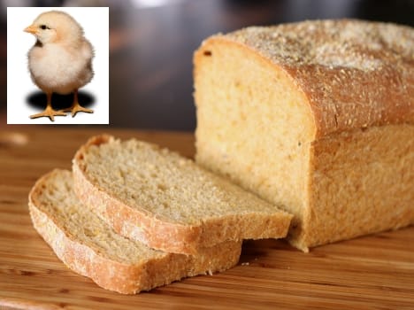 chicken head in bread slice