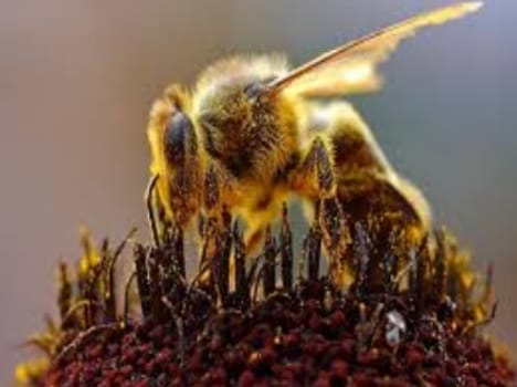 Electrical workers climbed on trees harvested by bees