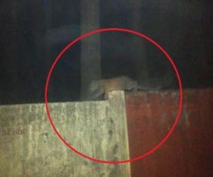 after six days dead woman's head found.