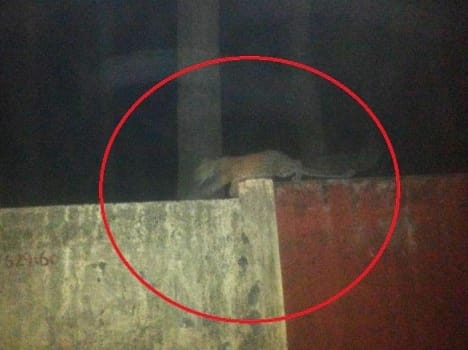 leopard seen in residential colony