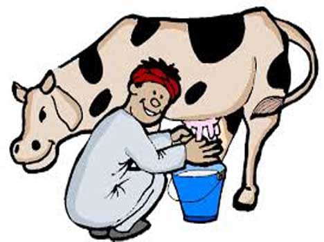 two year cow giving milk