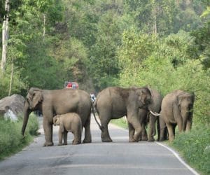 elephant destroy crop in haldwani