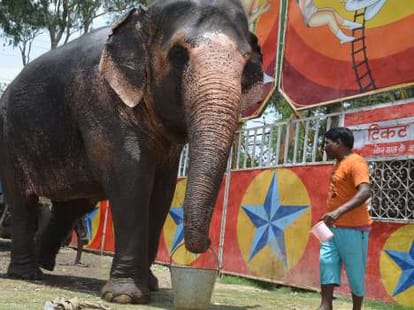 Circus elephant not dance on Hunter