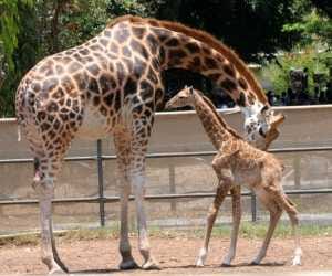 short term adoptation policy in lucknow Zoo