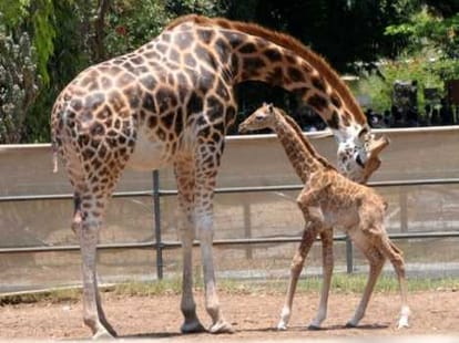 lucknow zoo get his new name