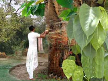 why people worship peepal tree on saturday