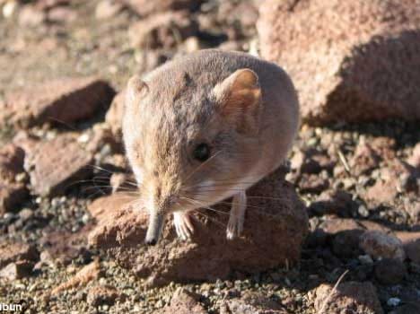 rat with a trunk