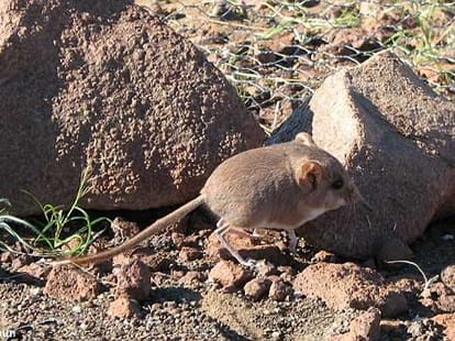 rat with a trunk