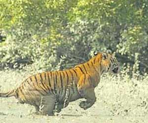 tiger alert in lucknow.