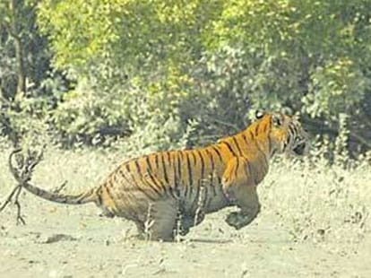 tiger kills a man in sundervan