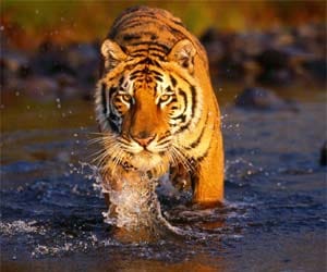 tiger reches kanpur, forest officers alert.