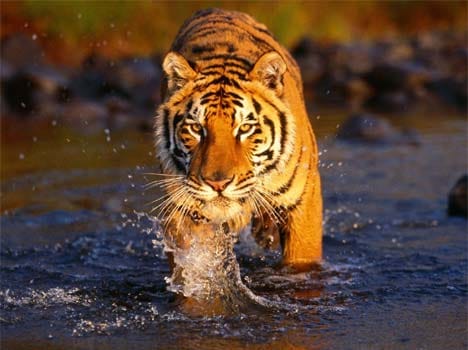 two brother fight with tiger in haldwani