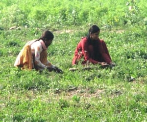 Crop Ruined, fodder crisis on
