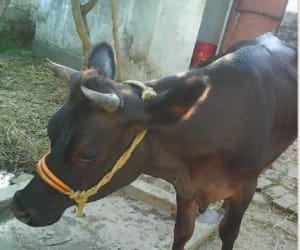 COW GIVE MILK WITHOUT BEING PREGNANT