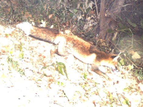 himalayan red fox