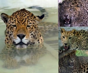 chattbir zoo, lion safari