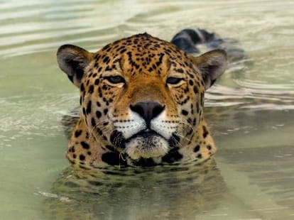 tiger becomes big tension for lucknow.