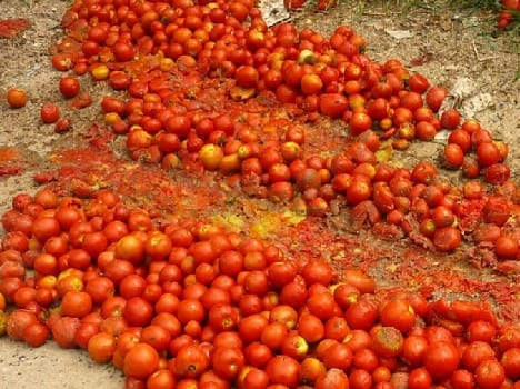Himachal farmers anguished after bumper tomato crop yields no profit