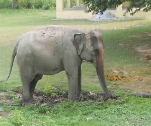 combing by elephant