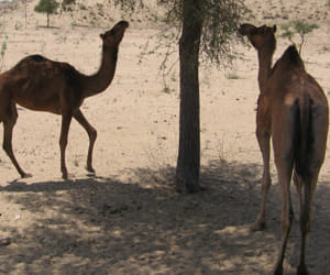 rajsthan camel