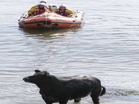 cow leads rescuers on five hour chase