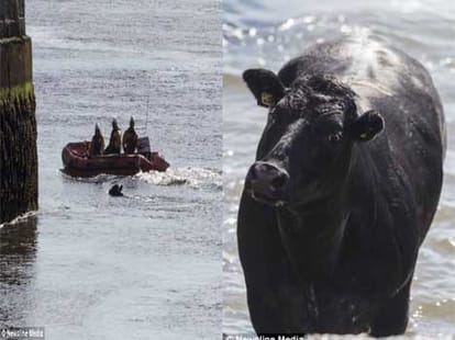 cow leads rescuers on five hour chase