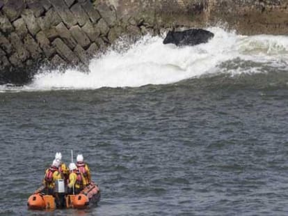 cow leads rescuers on five hour chase