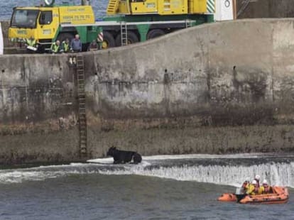 cow leads rescuers on five hour chase