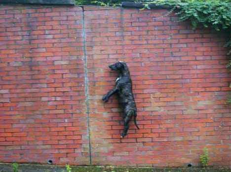 dog chained and hanged to death