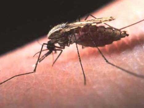 After flood outbreak of mosquitoes in jammu