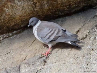 killed 17 year old college student for piegon