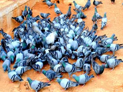pigeons turned restless during earthquake