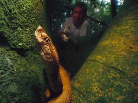 world's deadliest snakes