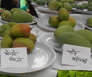 mango fest in pinjore