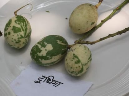 mango fest in pinjore