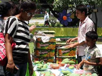 mango fest in pinjore