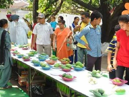 mango fest in pinjore