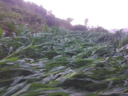 crop ruined in massive flood