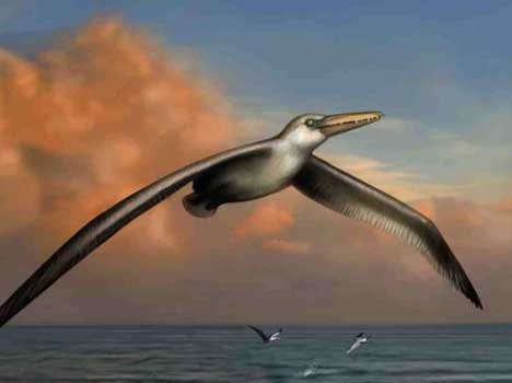 24 foot feather bird