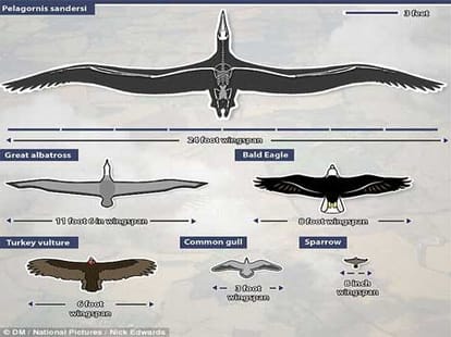 24 foot feather bird