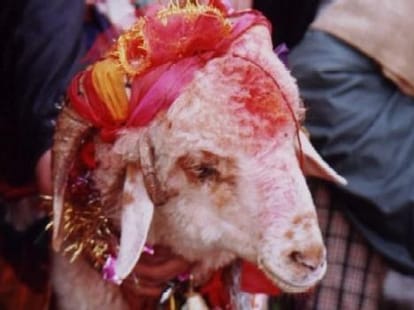 chausingya khadu born in uttarakhand