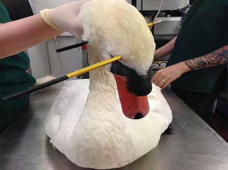 swam who survived bow shots in head and neck