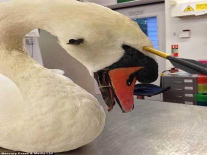swam who survived bow shots in head and neck
