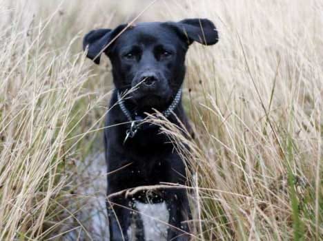 snake bite and dog bite cases increase in summer 