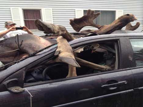 moose car crash
