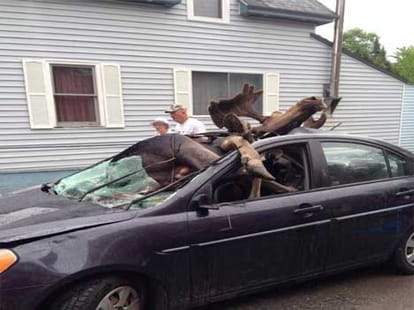 moose car crash