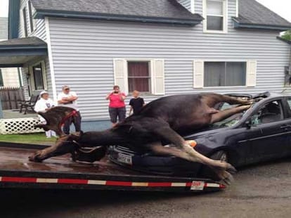 moose car crash