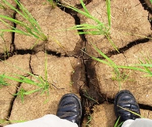 Challenge of drought