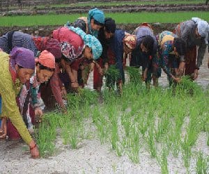 loss of 36 billion to 75 billion agriculture sector in kashmir