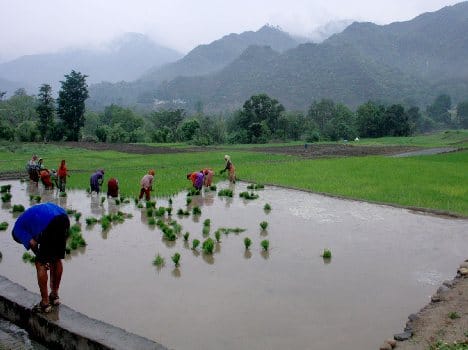 hundreds acres of crop washed in chenab floods